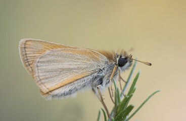 Thymelicus species Lulworth skipper small diurnal butterfly of the family Hesperidae of orange...
