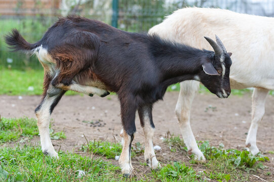 A young kid grazing on a green meadow.