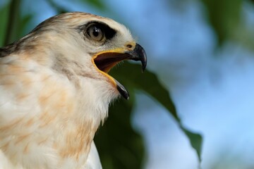 The Sulawesi hawk-eagle Chicks, also known as Celebes hawk-eagle or Nisaetus lanceolatus.