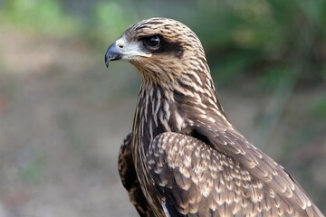 The brown goshawk (Accipiter fasciatus) is a medium-sized bird of prey in the family Accipitridae