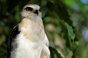 The Sulawesi hawk-eagle Chicks, also known as Celebes hawk-eagle or Nisaetus lanceolatus.