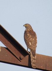 Oriental honey buzzard