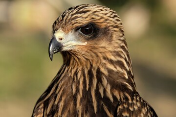 The brown goshawk (Accipiter fasciatus) is a medium-sized bird of prey in the family Accipitridae