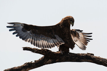 Bateleur des savanes, Aigle bateleur,  Terathopius ecaudatus, Bateleur
