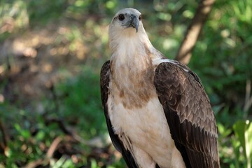 Fototapeta premium The white-bellied sea eagle (Haliaeetus leucogaster), also known as the white-breasted sea eagle, is a large diurnal bird of prey in the family Accipitridae
