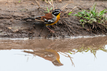 Bruant à poitrine dorée,.Emberiza flaviventris, Golden breasted Bunting