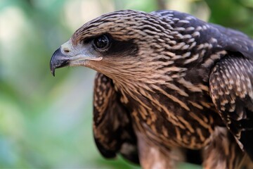 The brown goshawk (Accipiter fasciatus) is a medium-sized bird of prey in the family Accipitridae