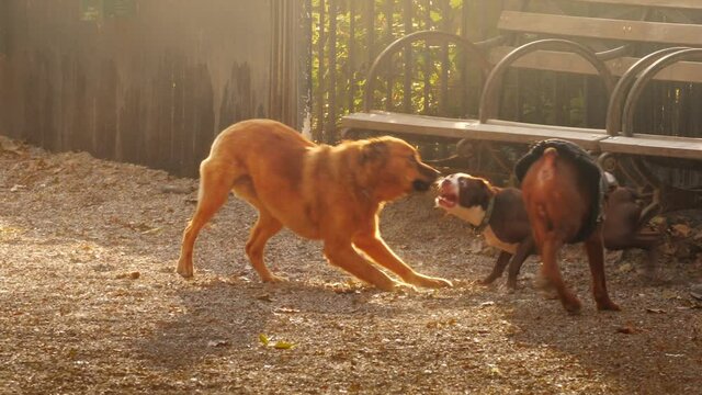 Group of three happy dogs playing together, running in dog park. Slow motion.
