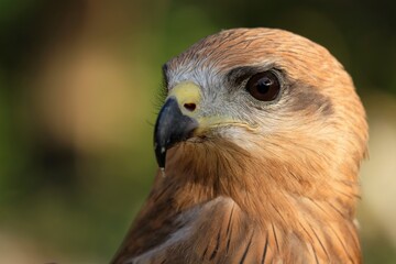 The brown goshawk (Accipiter fasciatus) is a medium-sized bird of prey in the family Accipitridae