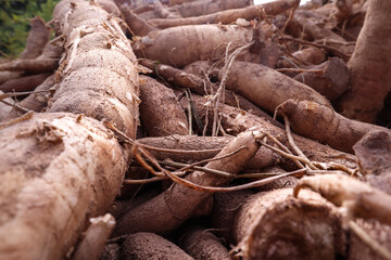 Cassava plants and cassava plants are prepared to be sold.