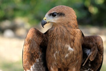 The brown goshawk (Accipiter fasciatus) is a medium-sized bird of prey in the family Accipitridae