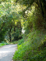 path surrounded by trees and bushes