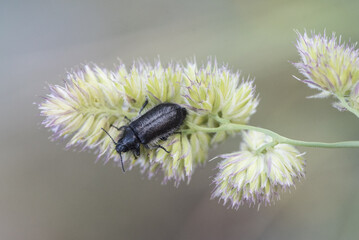 Henicopus sp small black hairy beetles with blue reflections, very common in grassy meadows where pesticides are not used