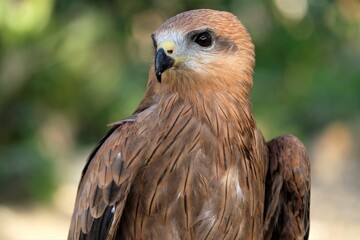 The brown goshawk (Accipiter fasciatus) is a medium-sized bird of prey in the family Accipitridae