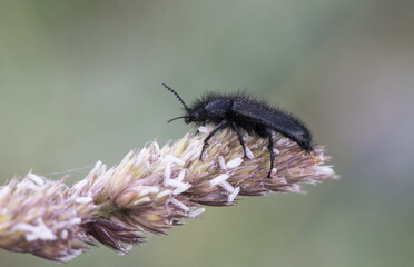 Henicopus sp small black hairy beetles with blue reflections, very common in grassy meadows where pesticides are not used