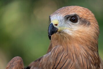 The brown goshawk (Accipiter fasciatus) is a medium-sized bird of prey in the family Accipitridae
