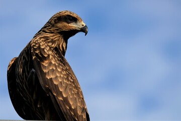 The brown goshawk (Accipiter fasciatus) is a medium-sized bird of prey in the family Accipitridae