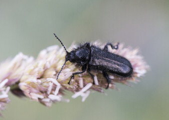 Henicopus sp small black hairy beetles with blue reflections, very common in grassy meadows where pesticides are not used