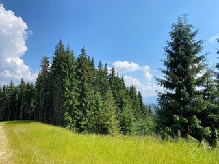 landscape with trees and sky