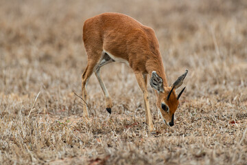 Steinbock, Raphicerus campestris, Parc national Kruger, Afrique du Sud