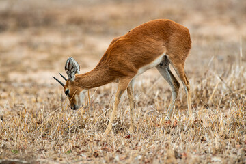 Steinbock, Raphicerus campestris, Parc national Kruger, Afrique du Sud
