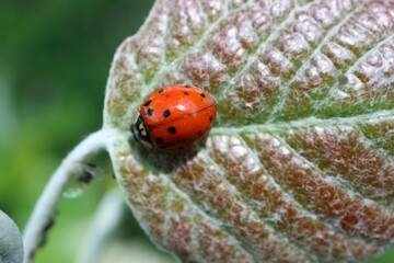 Ladybug on a colorful leaf