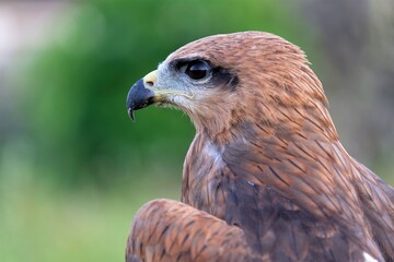 The brown goshawk (Accipiter fasciatus) is a medium-sized bird of prey in the family Accipitridae