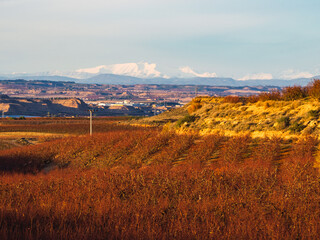 Row of peach trees with Pyrenean mountains on the background