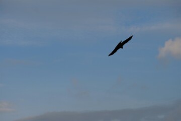 eagle that is flying in the sky