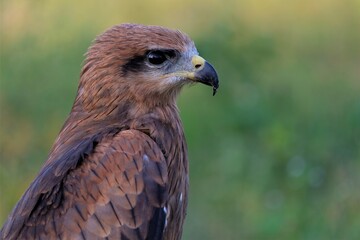 The brown goshawk (Accipiter fasciatus) is a medium-sized bird of prey in the family Accipitridae