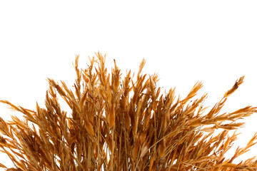 golden wheat field on white