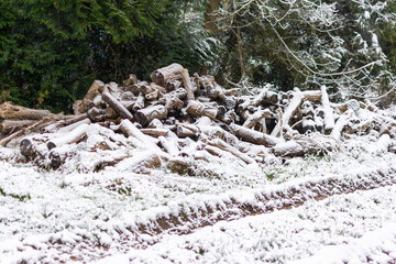 Logs in the Snow
