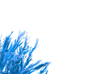 white background with blue grass