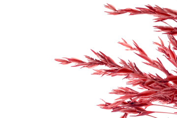 red feather isolated on white background