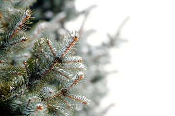 Snow-covered spruce branches on a white background