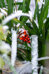 Winter Berries in the Snow