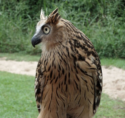 Tawny fish owl