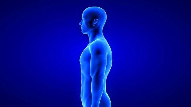 male fitness body transformation, side view - muscle mass building animation on blue background
