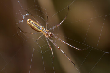 Tetragnatha sp spider waiting for preys on his web