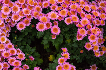 Pink chrysanthemums with a yellow center close-up. Colorful pink background of chrysanthemum flowers. Autumn floral texture top view. Chrysanthemums in the garden in soft focus.