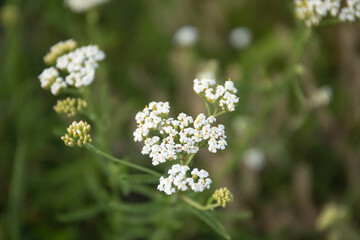 Medicinal wild herb Yarrow Achillea millefolilium. The plant during flowering