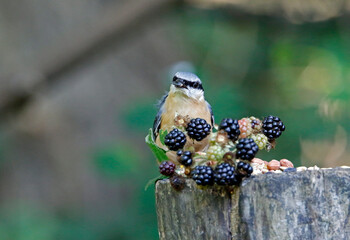 Nuthatch collecting seeds and berries