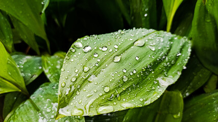 water drops on a green leaf