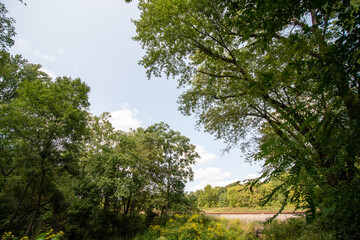 trees in the park near train tracks