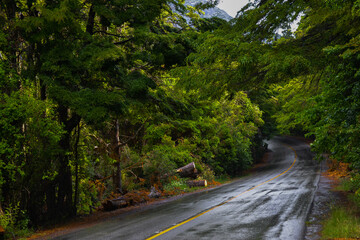 Obraz premium Ruta mojada en medio del bosque