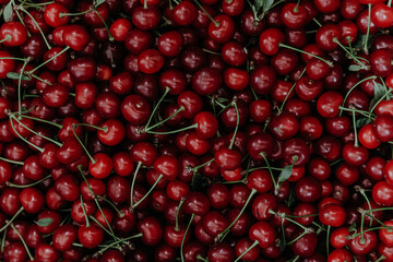 Close up of pile of ripe cherries with stalks and leaves. Large collection of fresh red cherries. 