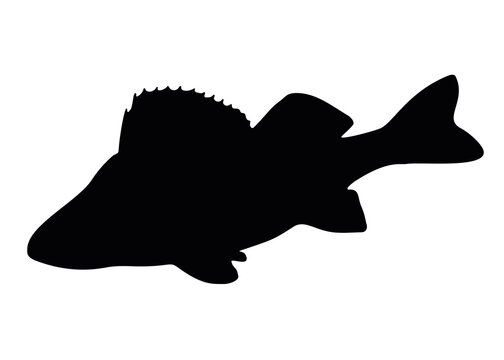 Fish perch swims. Vector image.