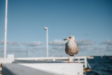 Close uo of a seagull in sopot or gdansk with a view of baltic sea in the background