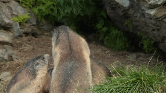 Alpine marmots arguing together, Europe