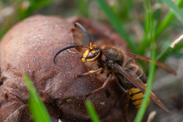 A large hornet eats a fallen rotten brown pear